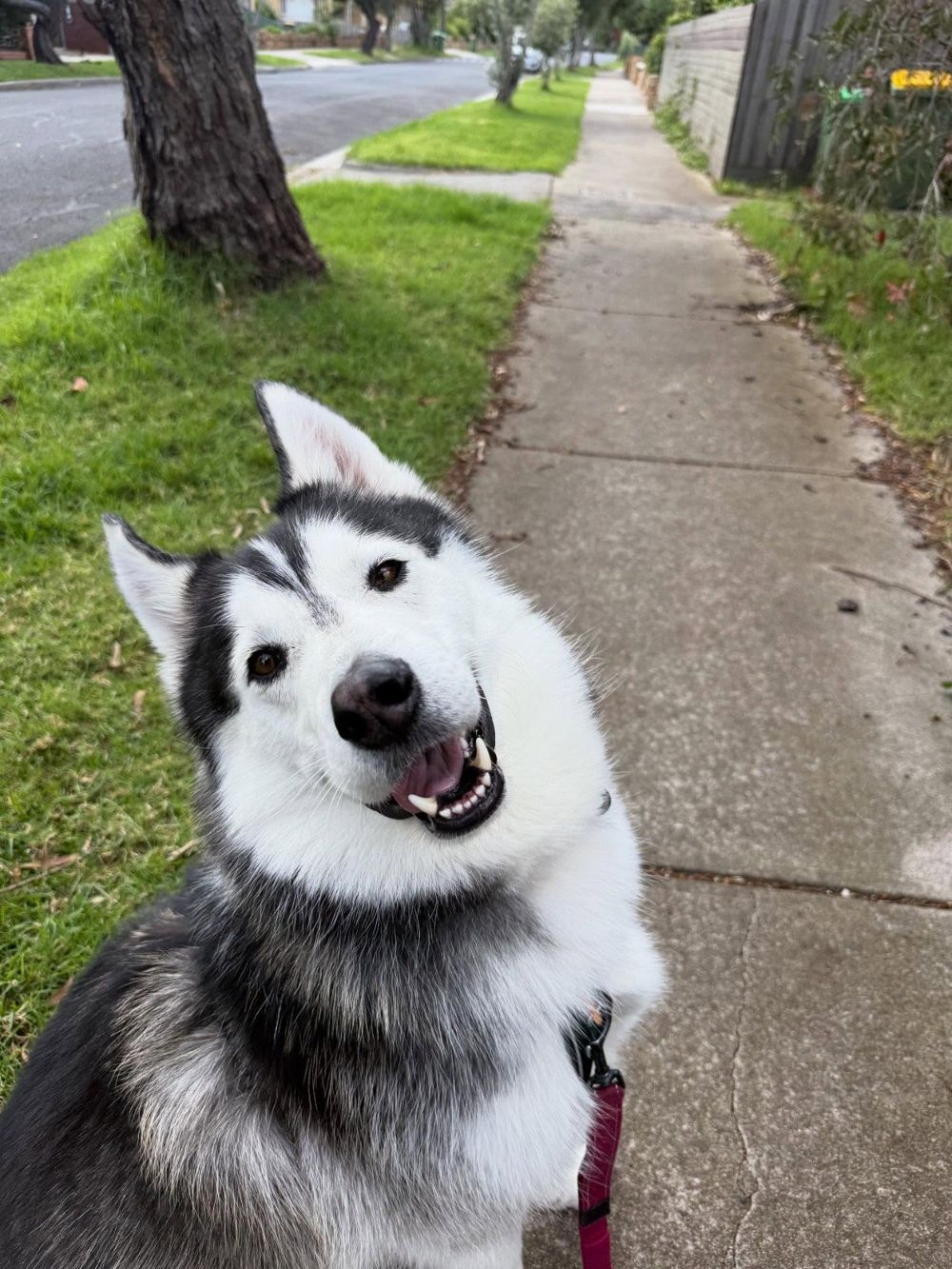 A smiling husky with its head tilted, on a suburban footpath