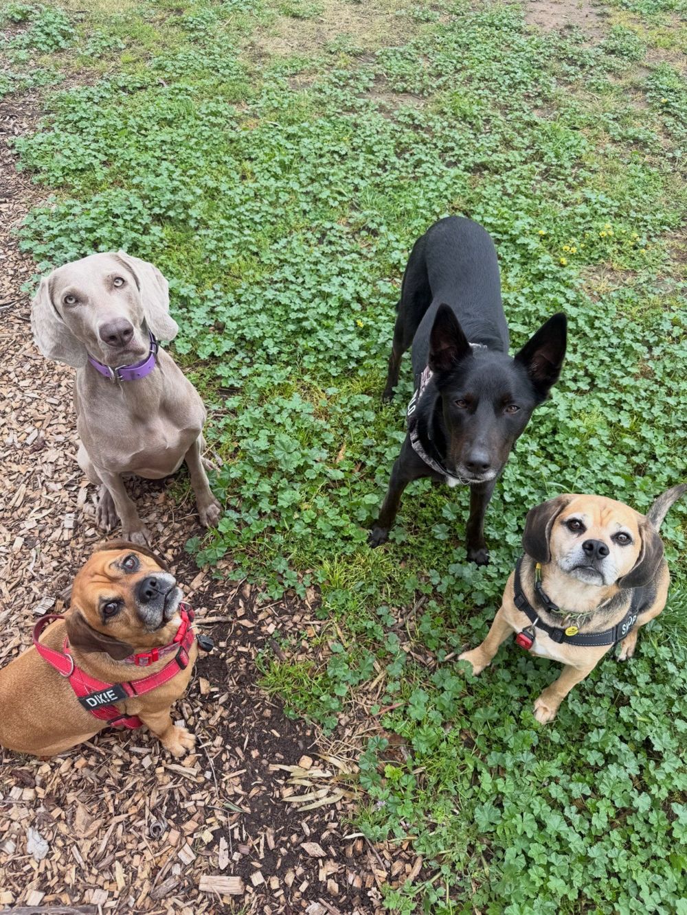 Three dogs sitting on wood chip mulch looking up: a grey Weimaraner, a black kelpie-type and a red puggle