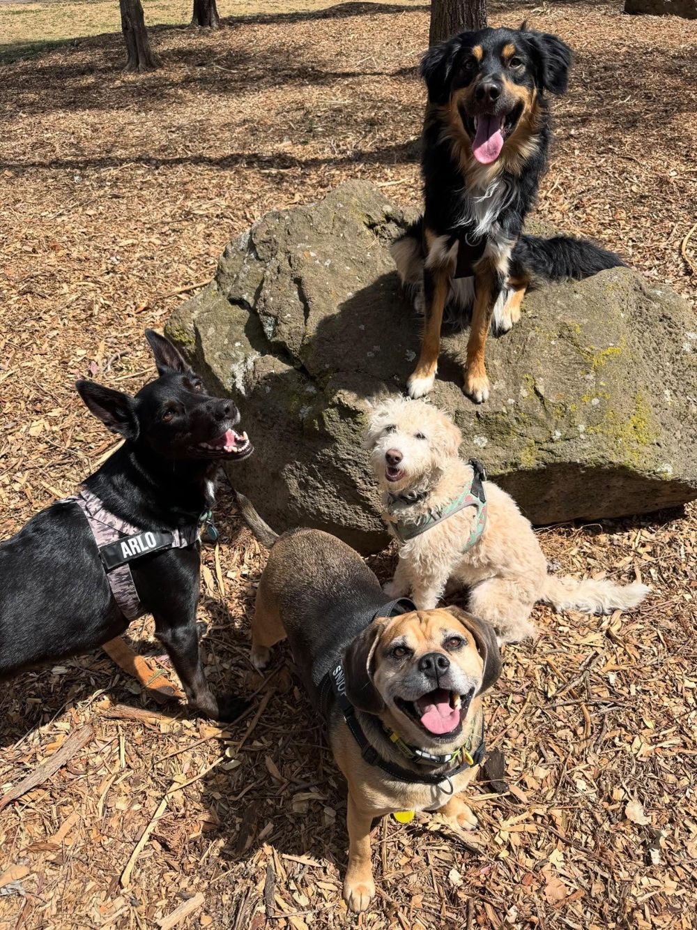 Four happy dogs looking up at the camera, one sitting on a large rock in the park
