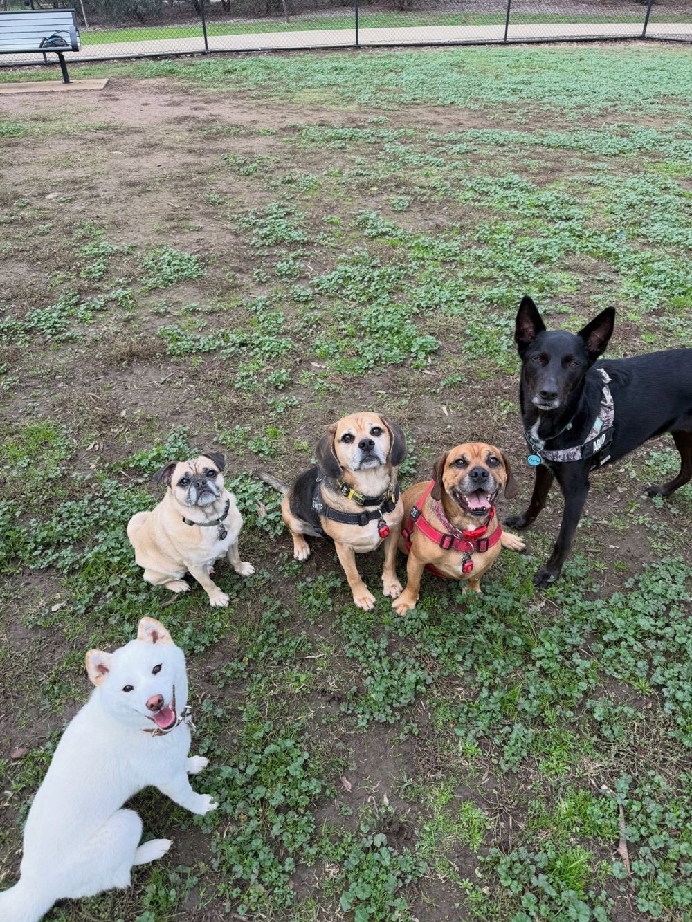 Five dogs sitting in a row at the park, all looking up at the camera